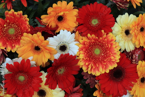 Colorful gerbera bouquet