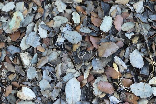 Holm oak fallen leaves. Texture