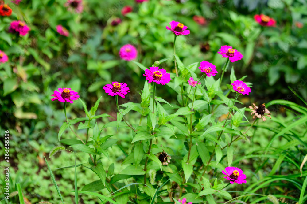 Close up of many beautiful large pink magenta zinnia flowers in full bloom on blurred green background, photographed with soft focus in a garden in a sunny summer day.