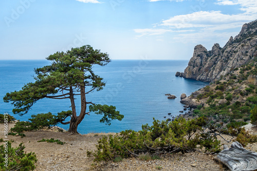Pine tree growing on edge of cliff. Blue Bay & mountain massive Karaul Oba are on background. Shot near Novyi Svit, Crimea
