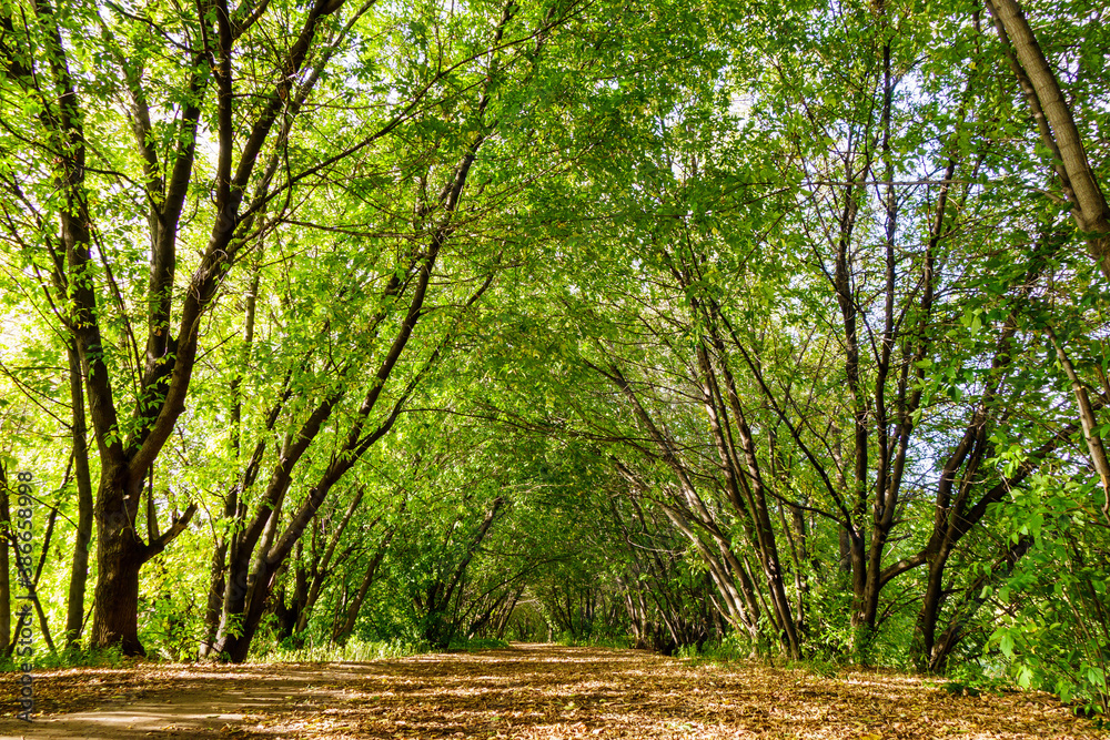 Fototapeta premium Tree gallery in urban forest. Walking pathway is covered by fallen leaves.