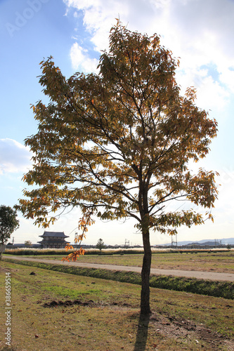 秋の平城宮跡 photo