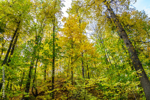 Tall trees in autumnal forest  scenic growing on hills. Yellow foliage almost close the sky