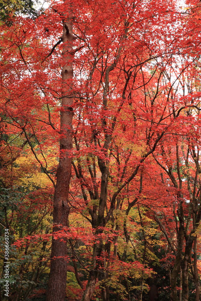 鶏足寺の紅葉