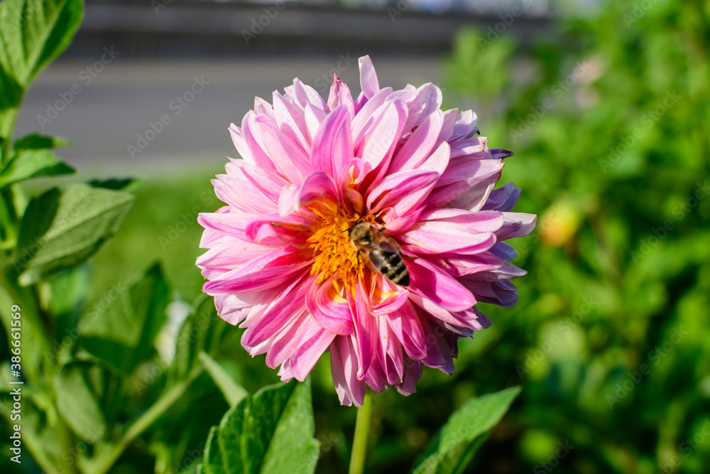 One beautiful large vivid pink dahlia flower in full bloom on blurred green background, photographed with soft focus in a garden in a sunny summer day. One beautiful large vivid pink dahlia flower in full bloom on blurred green background, photographed with soft focus in a garden in a sunny summer day.