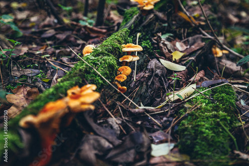 beautiful orange mushrooms grow along the tree with moss. Photo tinting, blur effect