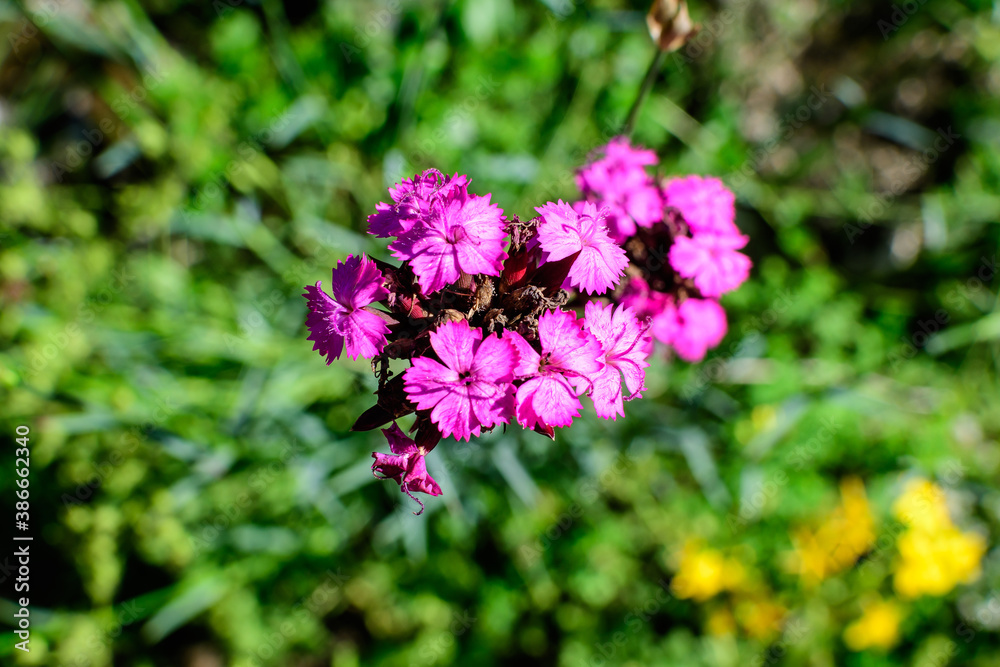 Close up small delicate vivid pink carnation flowers (Dianthus callizonus) in a garden in a sunny summer day. Close up small delicate vivid pink carnation flowers (Dianthus callizonus) in a garden in a sunny summer day.