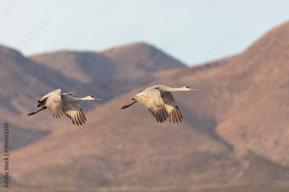 Fototapeta premium Beautiful Sandhill Cranes in Bosque Del Apache National Wildlife Refuge