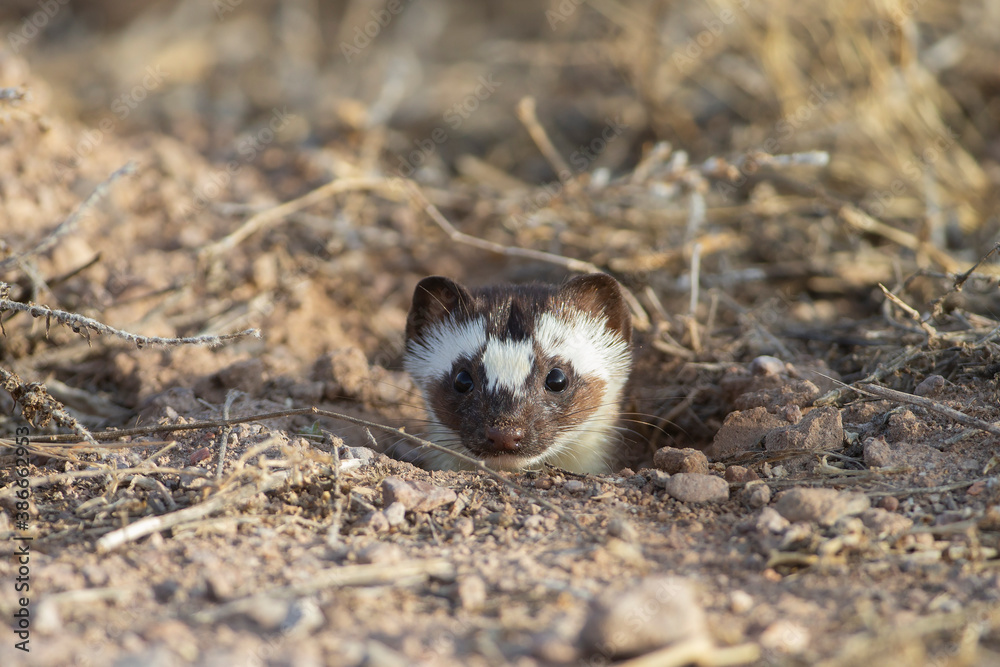 Black Tailed Weasel in entrance to its burrow Black Tailed Weasel in entrance to its burrow