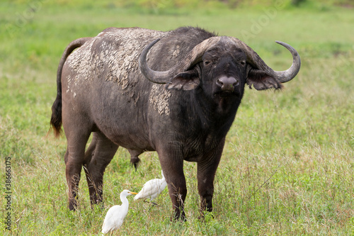 African Cape Buffalo