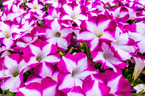 Close up view onto flower bed of Petunias during their blossom