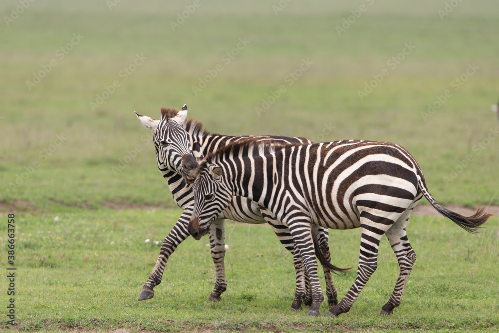 Plains Zebra in Tanzania Africa Plains Zebra in Tanzania Africa