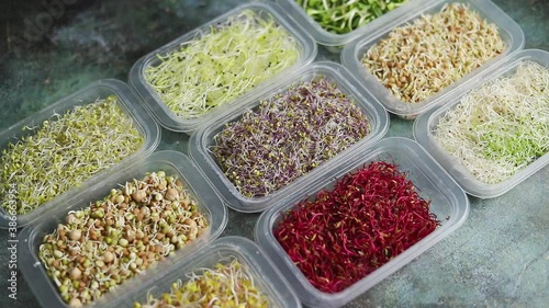 Set of containers with a varoius kinds micro green sprouts. Young shoots of onions, basil, peas photo