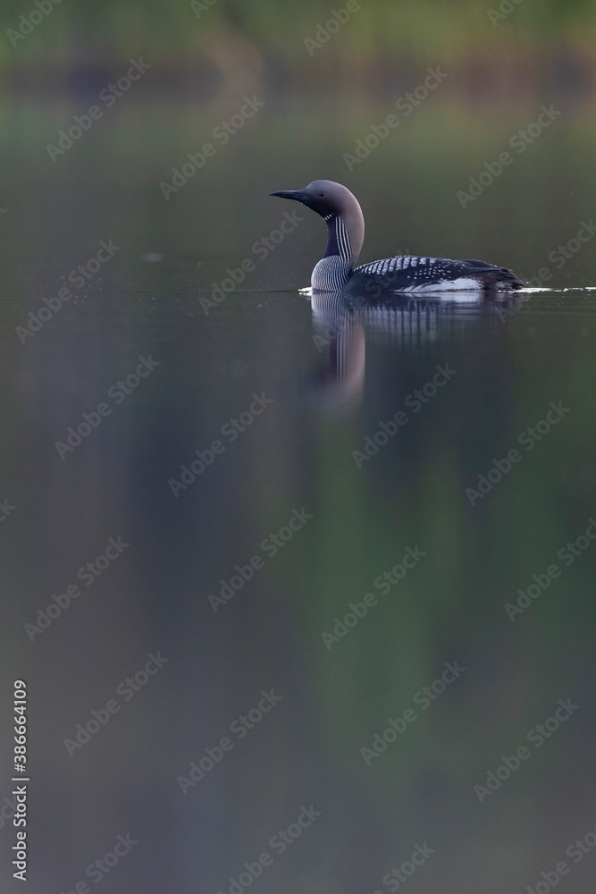 Black-throated loon bird in the water Black-throated loon bird in the water