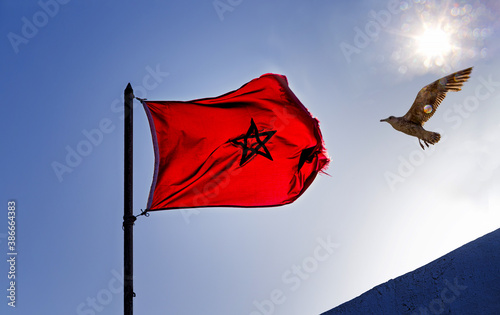 Εκτύπωση καμβά A Moroccan flag in the wind and a flying seagull in the sparkling sunshine