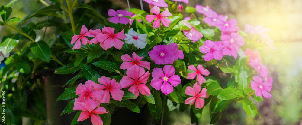 Fototapeta premium beautiful flowers pink with sunshine in the morning and blur background. Closeup of pink spring flowers