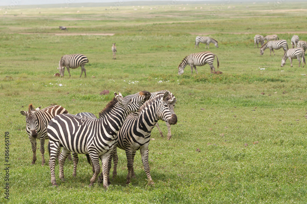 Obraz premium Plains Zebra in Tanzania Africa