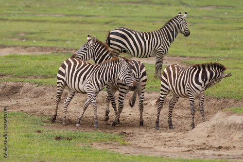 Plains Zebra in Tanzania Africa © Dennis Donohue