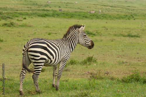 Plains Zebra in Tanzania Africa