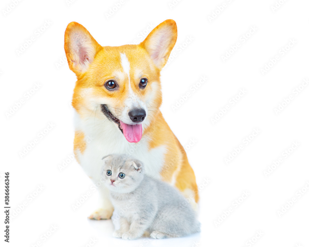 A corgi dog sits next to a small gray kitten and looks into the camera. Isolated on white background