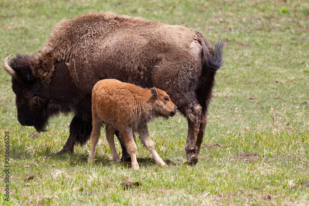 Baby Bison in Yellowstone National Park, Wyoming USA Baby Bison in Yellowstone National Park, Wyoming USA