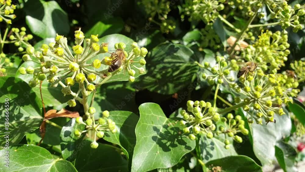 Bees busily collecting nectar from flowers Bees busily collecting nectar from flowers