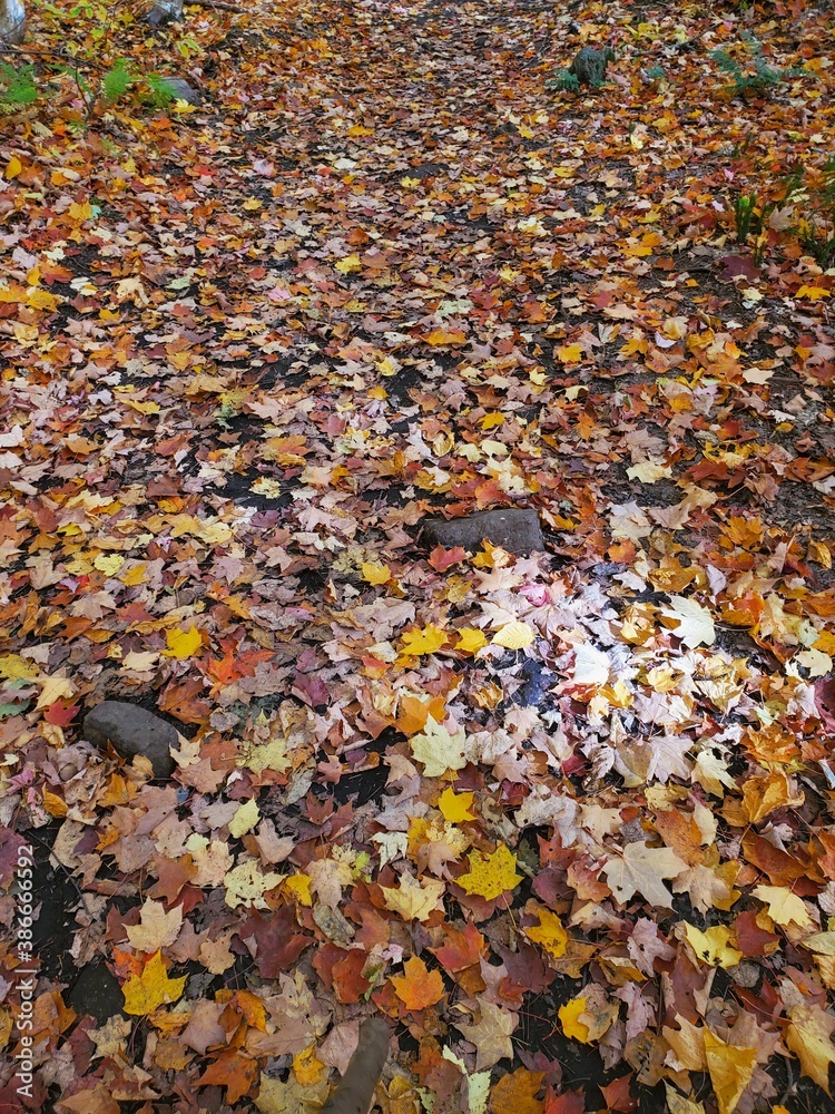 fallen autumn leaves fallen autumn leaves