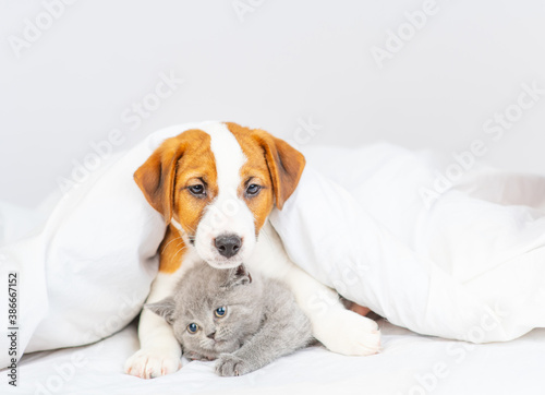 Jack russell terrier puppy lies in an embrace with a small gray kitten under a white blanket at home on the bed