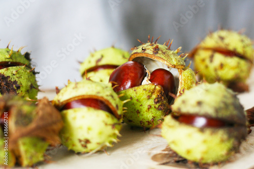 Herbst - Frische Früchte der Kastanie mit geplatzter Schale, Castanea, Gewöhnliche Rosskastanie (Aesculus hippocastanum), Gemeine Rosskastanie
