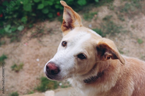 Captura analógica de un perro en un campo mira directamente a la cámara
