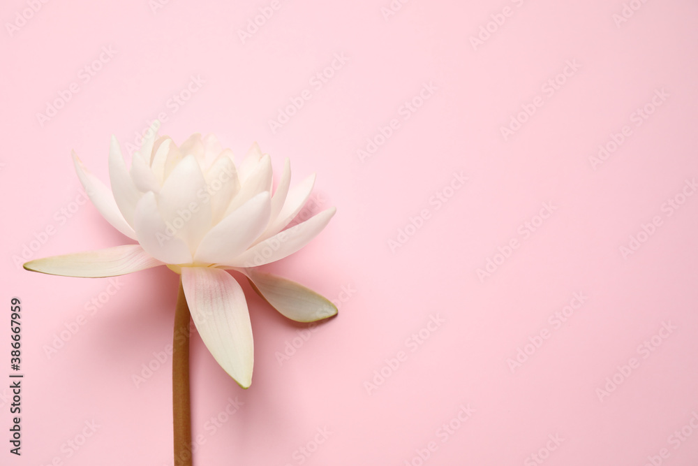 Beautiful white lotus flower on pink background, top view. Space for text