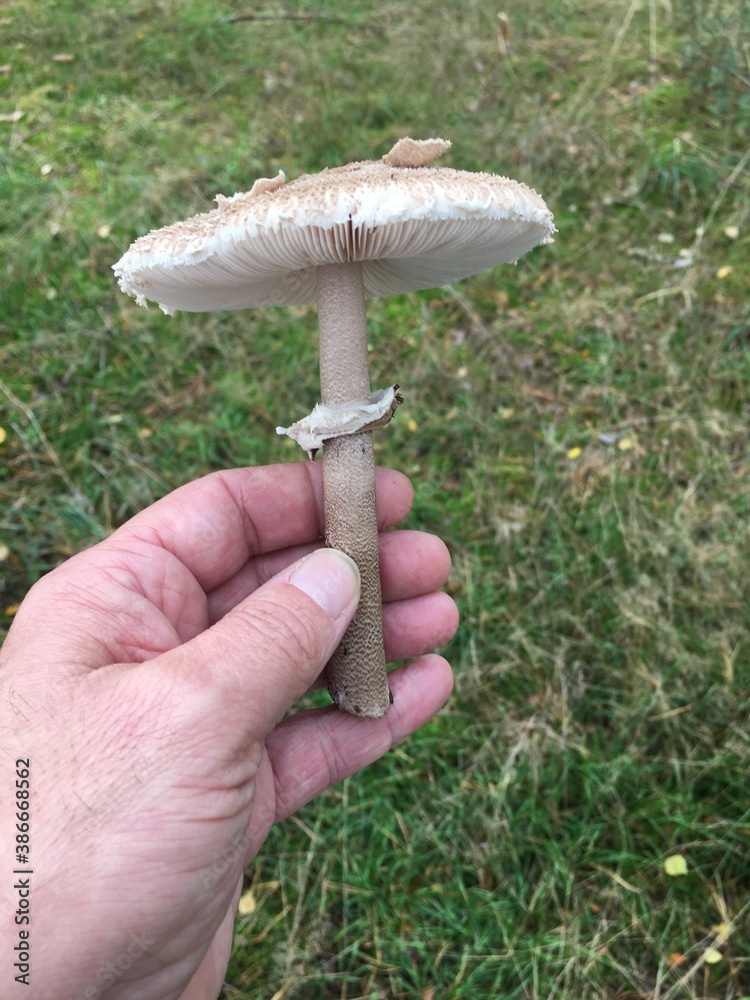 Riesenschirmpilz in der Hand präsentiert Riesenschirmpilz in der Hand präsentiert