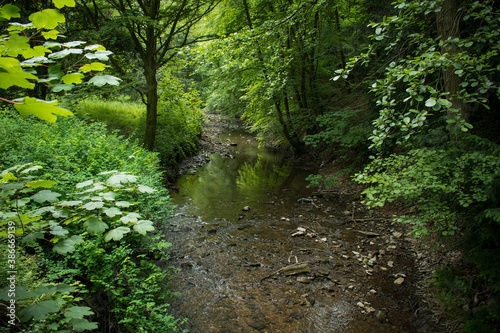 Fluss Bach Wald Sommer