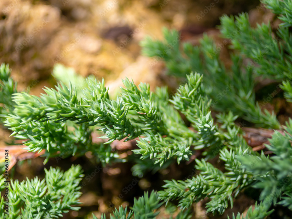 A branch of pine with green leaves streaking along the rock A branch of pine with green leaves streaking along the rock