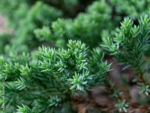 A branch of pine with green leaves streaking along the rock