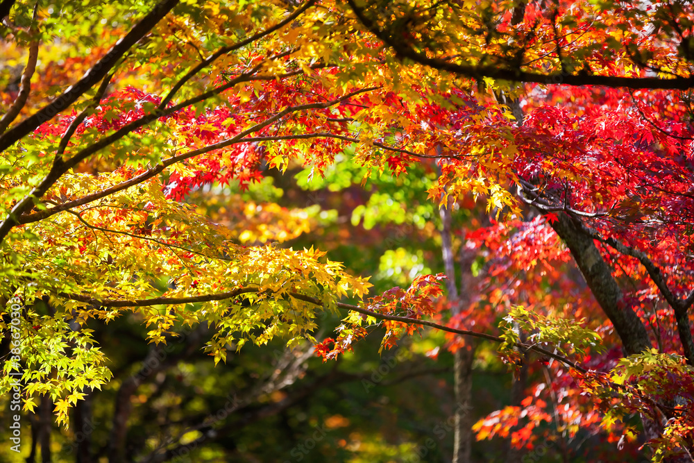 Colorful japanese maple leaves during momiji season at Kinkakuji garden, Kyoto, Japan Colorful japanese maple leaves during momiji season at Kinkakuji garden, Kyoto, Japan
