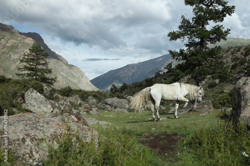 horses graze in the meadow and eat grass against the backdrop of beautiful mountains and sky