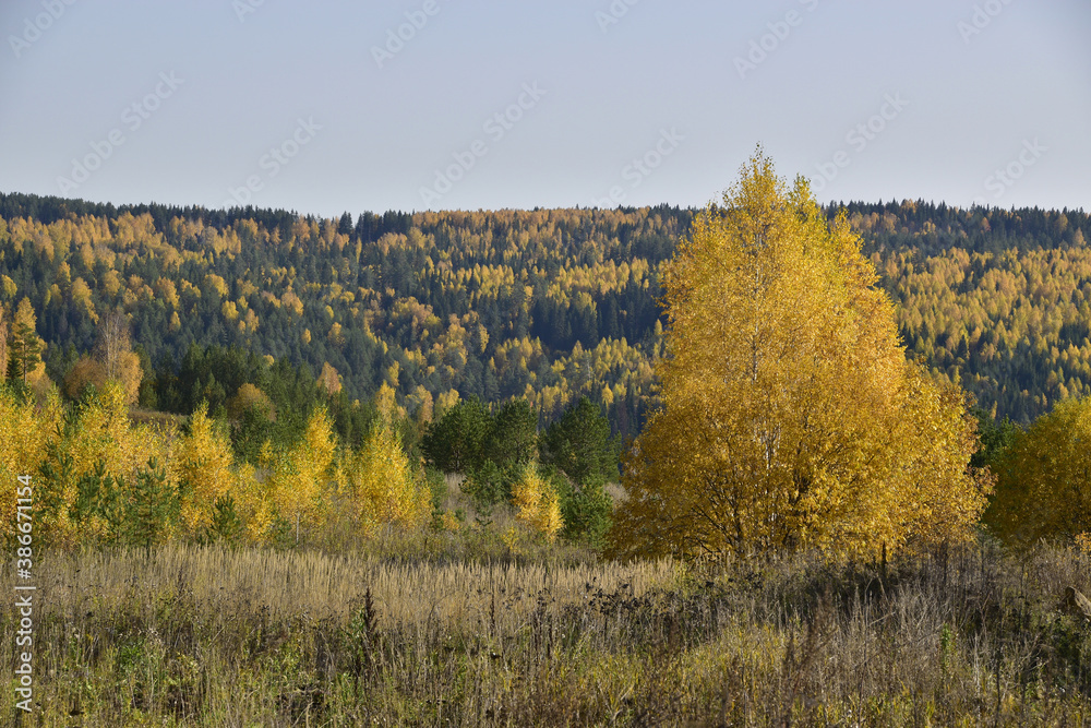 An endless mixed forest in autumn decoration behind a wild field with dry grass. In the foothills of the Western Urals, golden autumn. An endless mixed forest in autumn decoration behind a wild field with dry grass. In the foothills of the Western Urals, golden autumn.