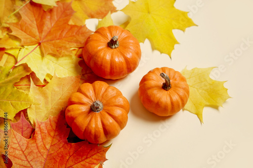 Colored maple leaves and pumpkins on a colored background. Autumn layout. Holiday card template