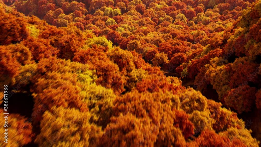 Autumn forest landscape aerial shot. Bright sunlight illuminates trees with the vibrant colours of fall. Autumn forest landscape aerial shot. Bright sunlight illuminates trees with the vibrant colours of fall.
