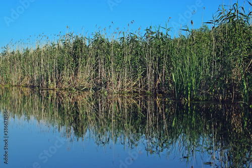 Cañaverales en una laguna del delta del Danubio. Paisaje de zonas húmedas de agua dulce de la desembocadura del río Danubio en Rumanía.