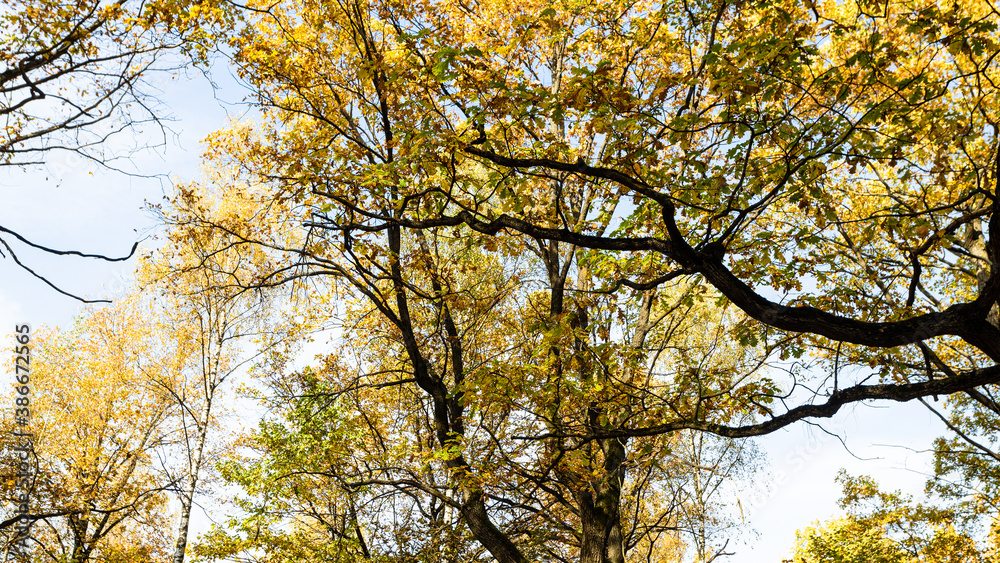 branches of oak trees with yellow leaves in city park on autumn day
