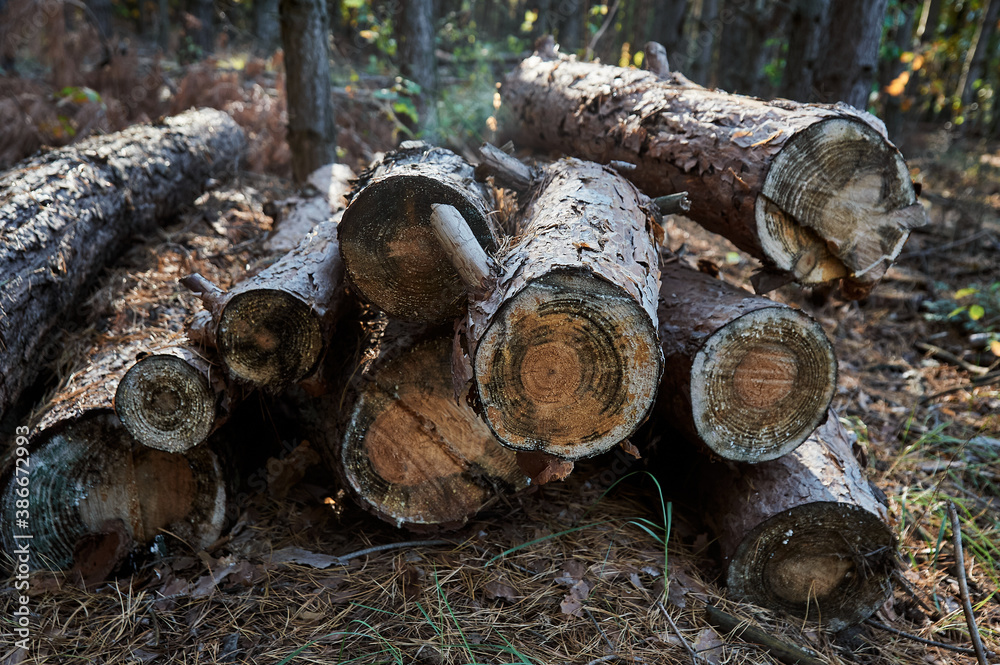 A pile of stacked firewood, prepared for heating the house. Firewood harvested for heating in winter. Chopped firewood on a stack. Firewood stacked and prepared for winter A pile of stacked firewood, prepared for heating the house. Firewood harvested for heating in winter. Chopped firewood on a stack. Firewood stacked and prepared for winter