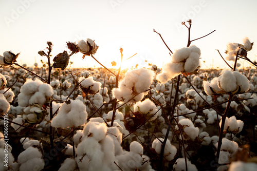 cotton buds in the field