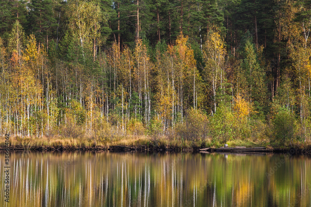 Obraz premium Autumn forest behind the lake. Trees are reflected in a calm water.