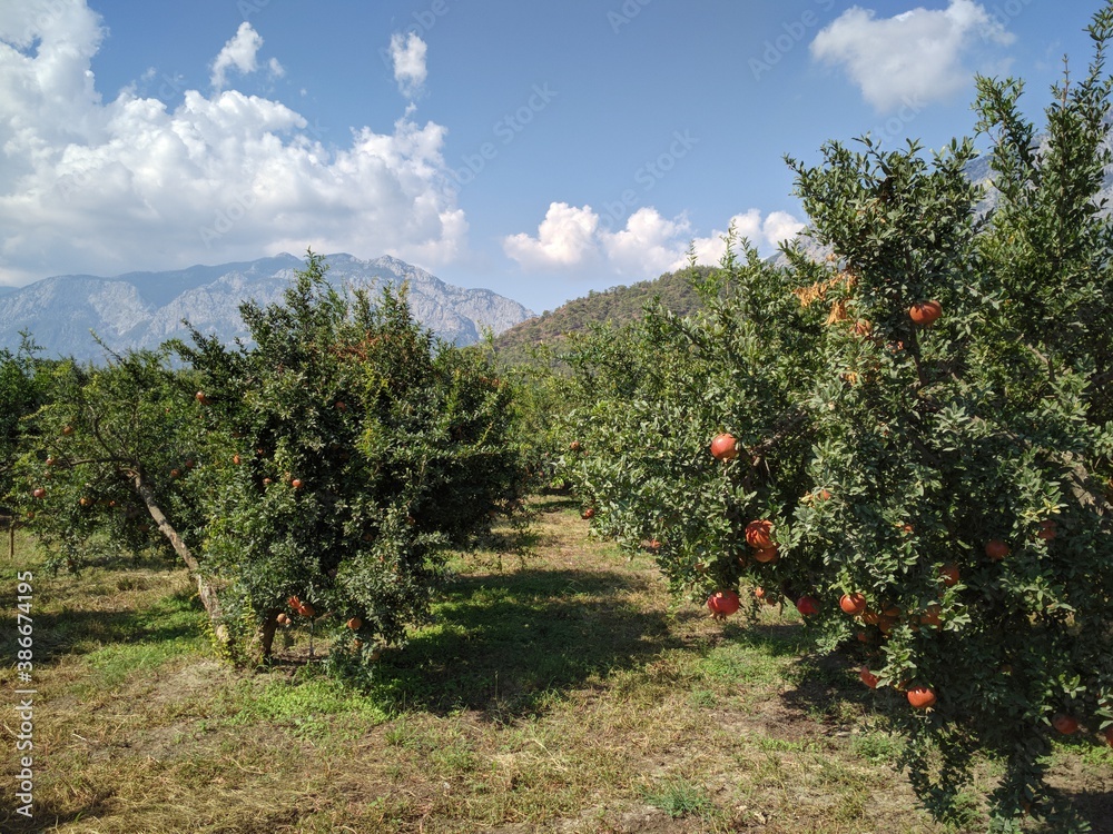 Pomegranate garden (Гранатовий сад)