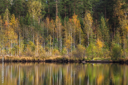 Autumn forest behind the lake. Trees are reflected in a calm water.