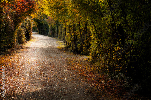 a foliage way in the autumn