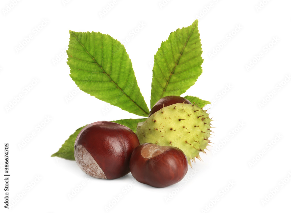 Horse chestnuts and tree leaf on white background Horse chestnuts and tree leaf on white background