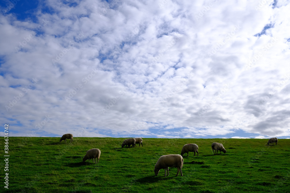 Fototapeta premium Schafe am Deich unter dem Wolkenhimel